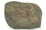 Very Detailed Ordovician Brittle Star (Ophiura) - Morocco #320951-1